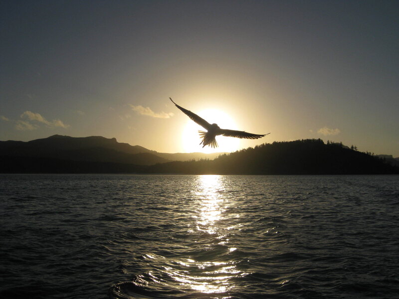 Silhouette of Bird in Flight — Yellow