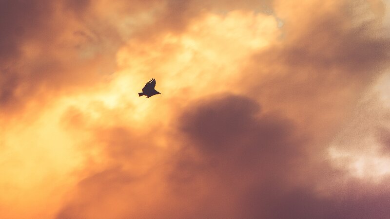 Silhouette of Bird in Sky — Orange, Dramatic