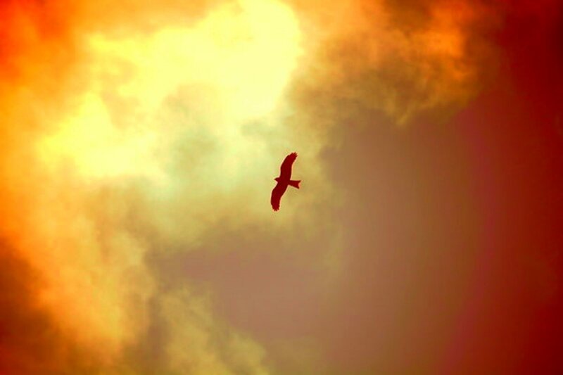 Silhouette of Bird in Sky — Orange