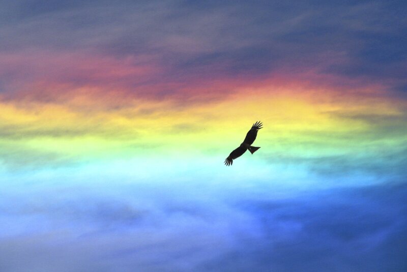 Silhouette of Bird in Sky