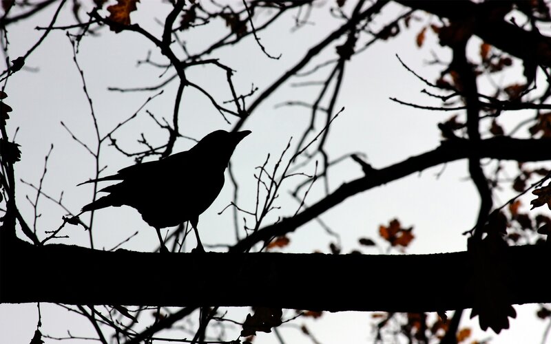 silhouette of bird on branch