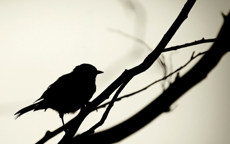 silhouette of bird on branch
