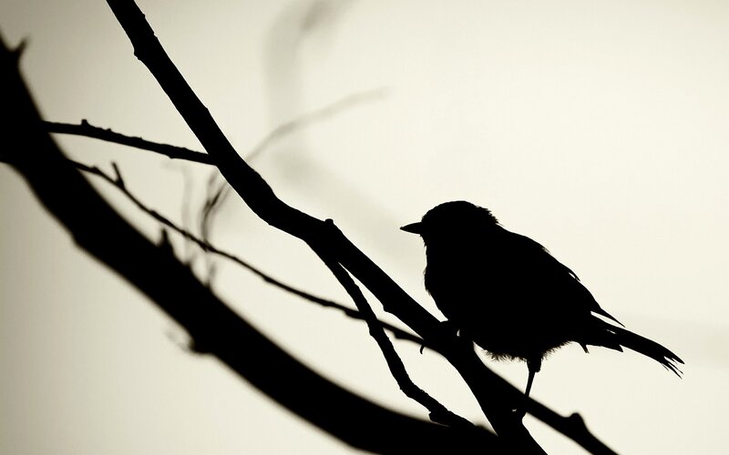 silhouette of bird on branch