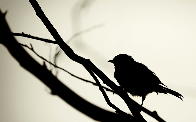 Silhouette of bird on branch