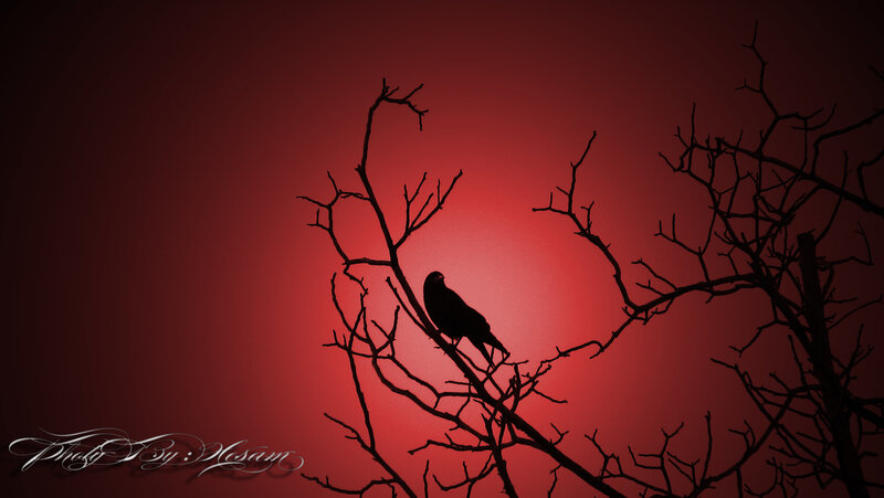 Silhouette of bird on branch