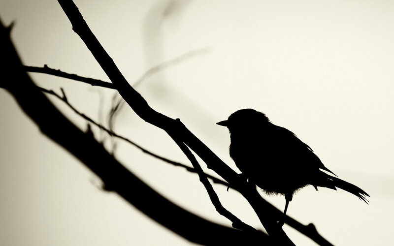Silhouette of bird on branch