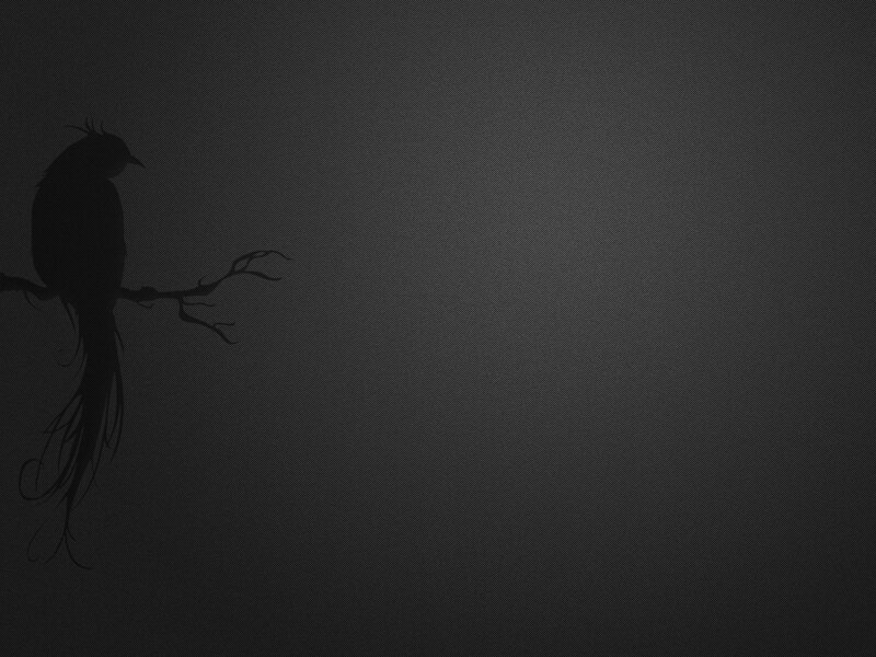 silhouette of bird on branch