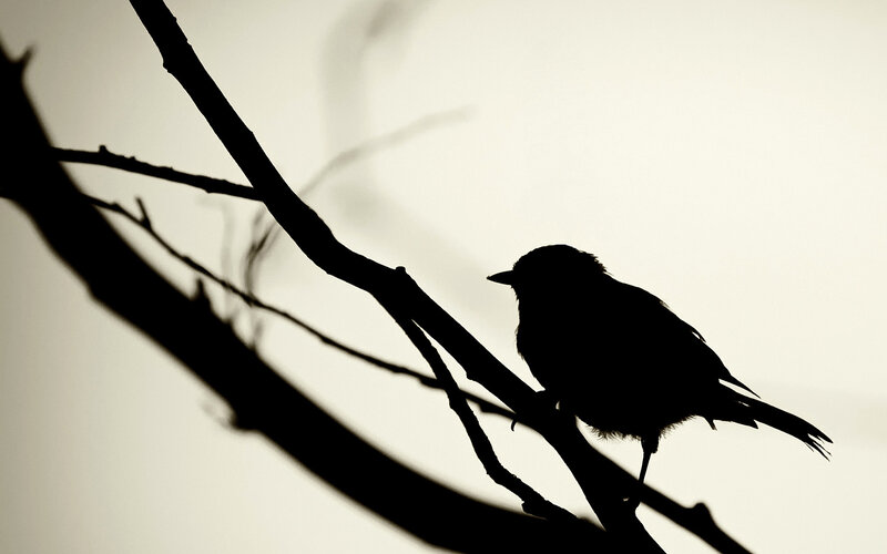 silhouette of bird on branch