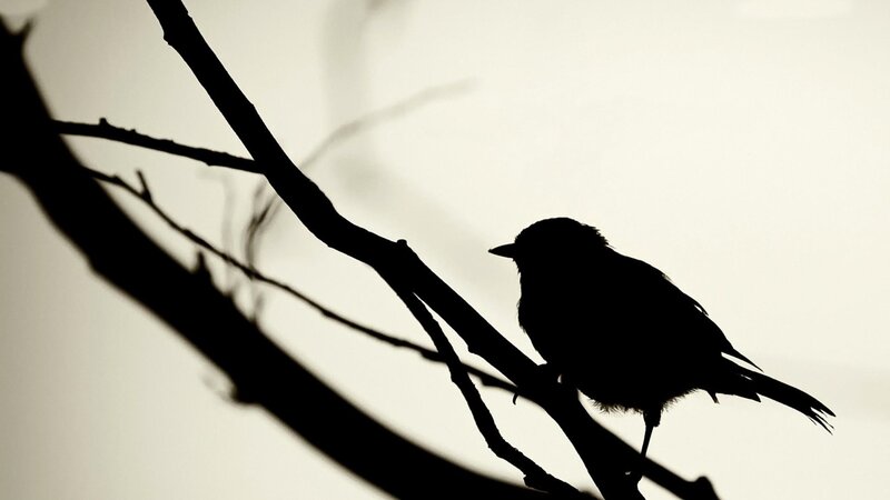 silhouette of bird on branch