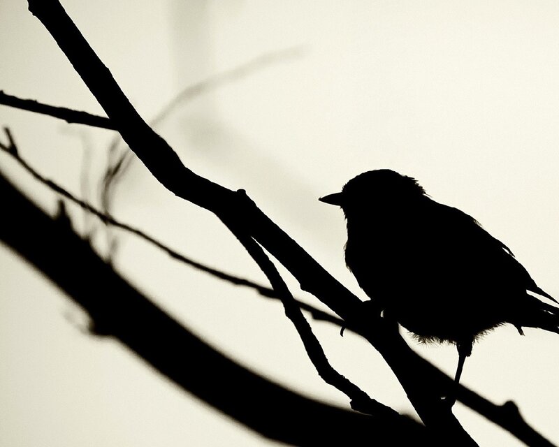 silhouette of bird on branch