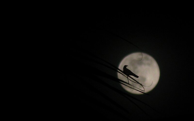 Silhouette of Bird on Branch — Black, Dramatic