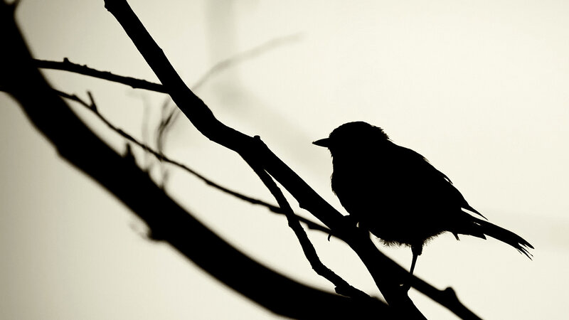 Silhouette of Bird on Branch — Black