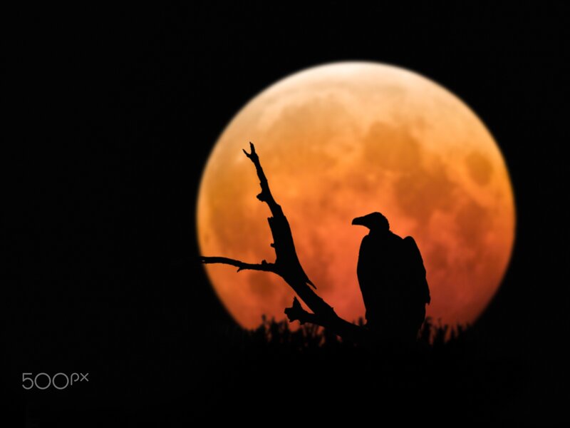 Silhouette of Bird on Branch — Orange