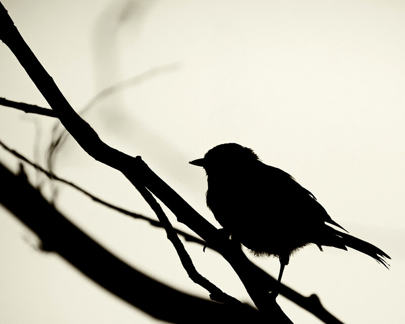 silhouette of bird on branch