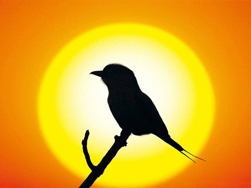 Silhouette of Bird on Branch — Yellow