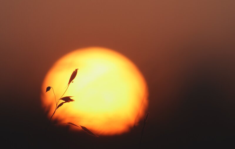 Silhouette of Bird on Plant