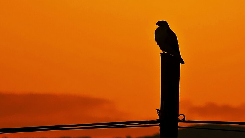 Silhouette of Bird on Pole