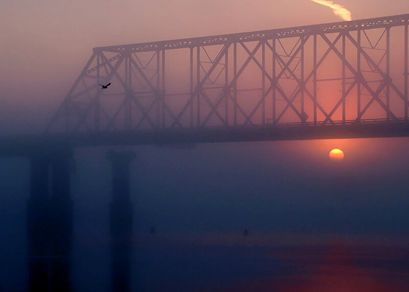 Silhouette of Bird over Bridge