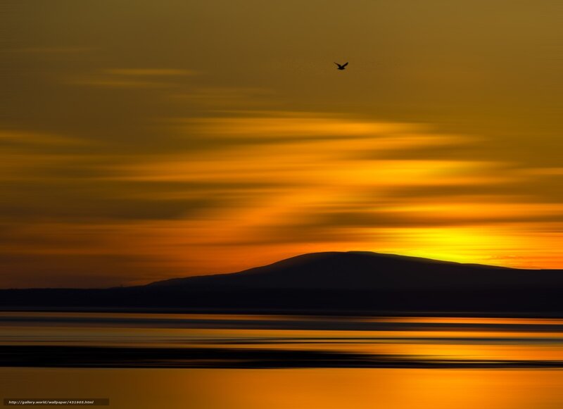 Silhouette of Bird over Mountain — Orange