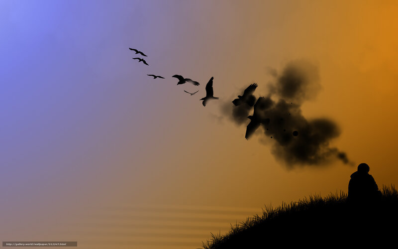 Silhouette of birds flying at sunset