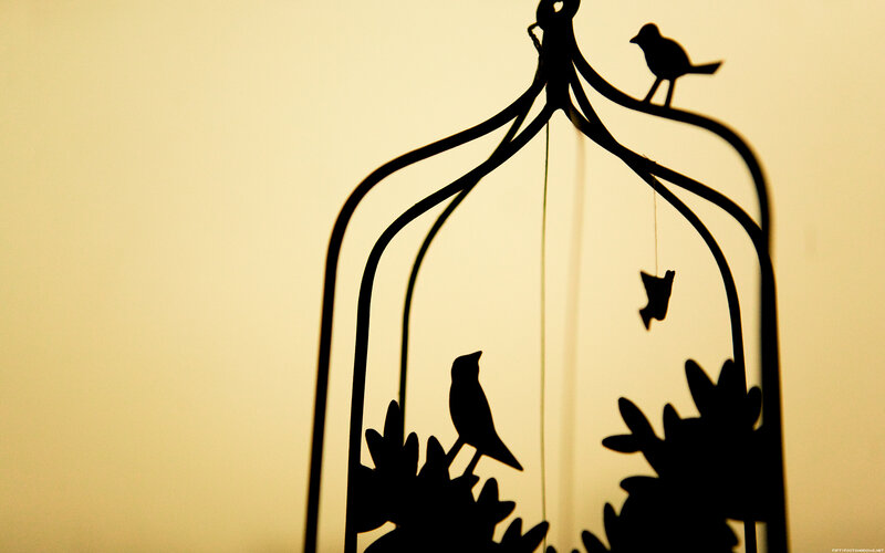 silhouette of birds in a cage