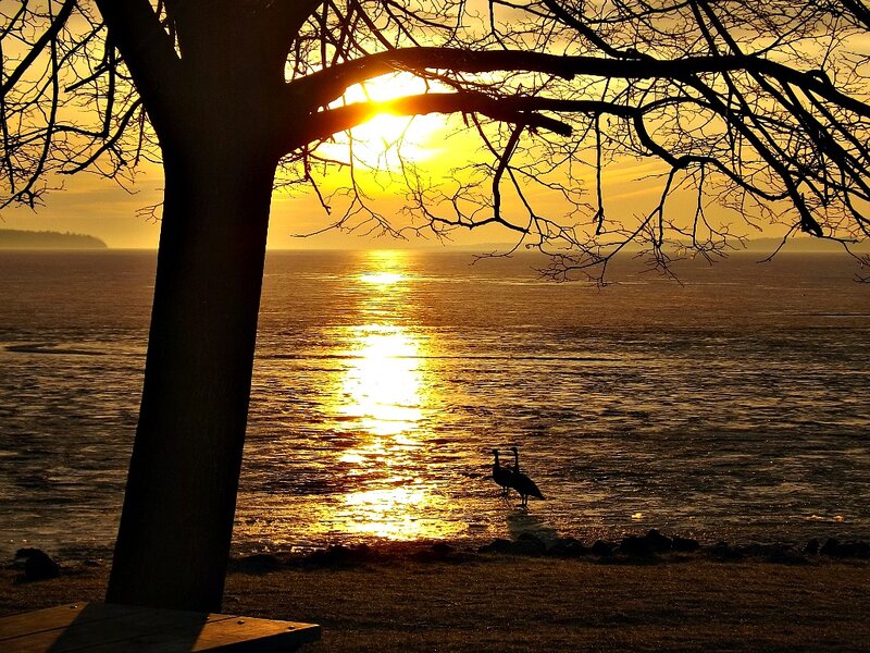 Silhouette of Birds on Shore