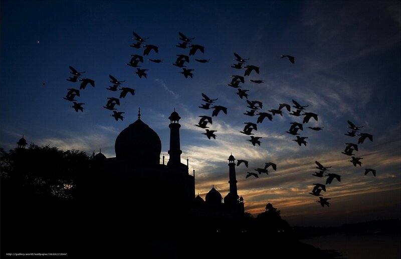 Silhouette of birds over a mosque