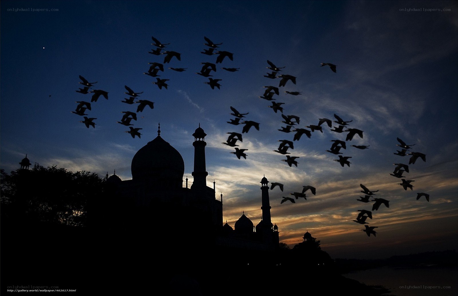 Silhouette of birds over a mosque