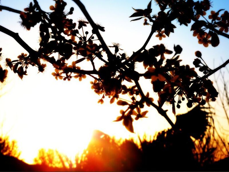 silhouette of blossoming branches