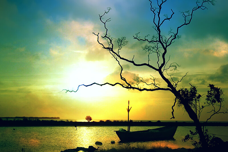 Silhouette of Boat and Tree — Yellow