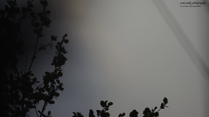 silhouette of branches against sky