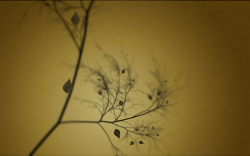 Silhouette of Branches and Leaves