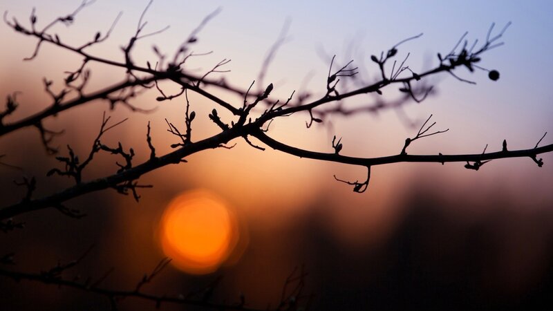 silhouette of branches at sunset