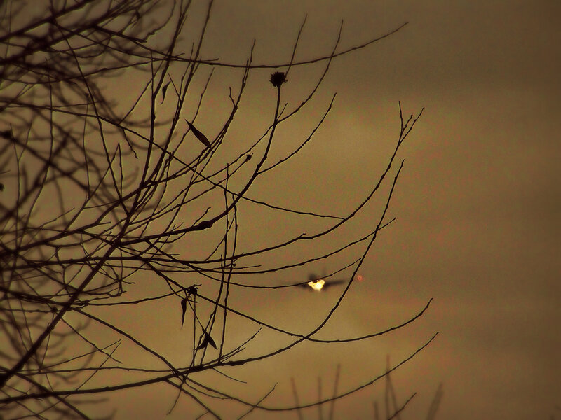 Silhouette of branches at sunset