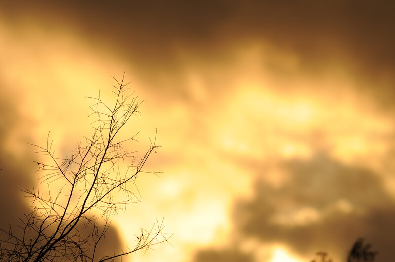 Silhouette of branches at sunset