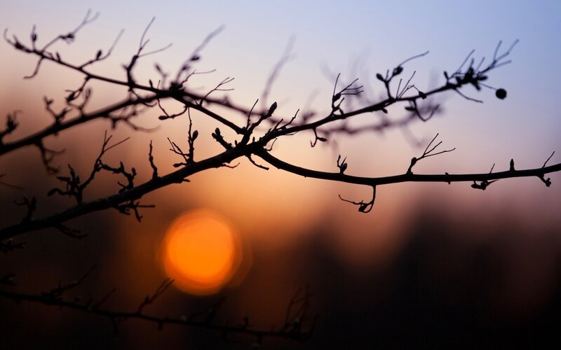 silhouette of branches at sunset