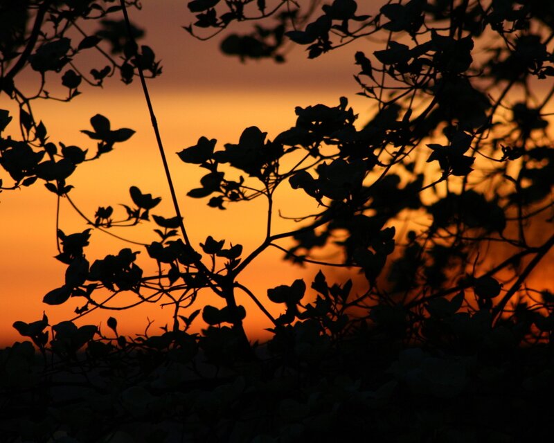 silhouette of branches at sunset
