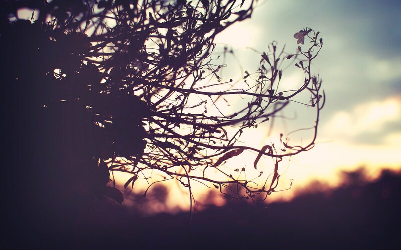 silhouette of branches at sunset