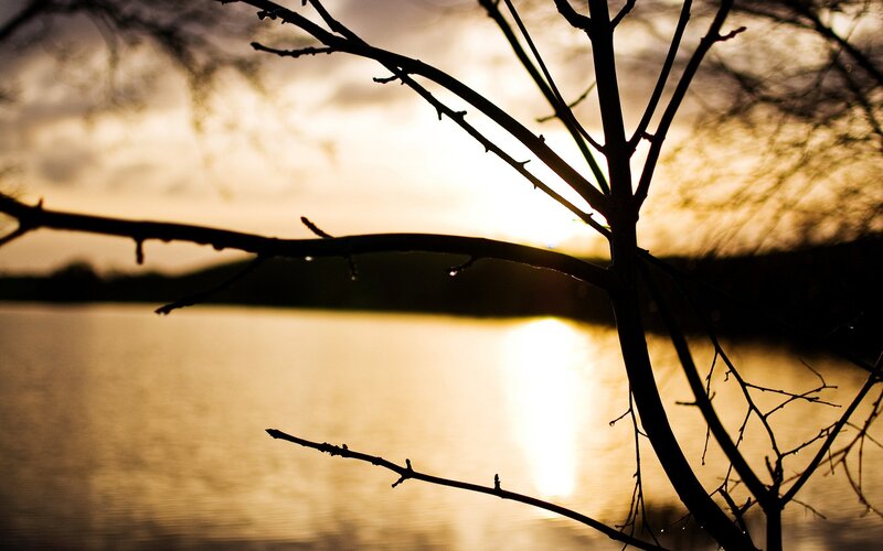 silhouette of branches at sunset