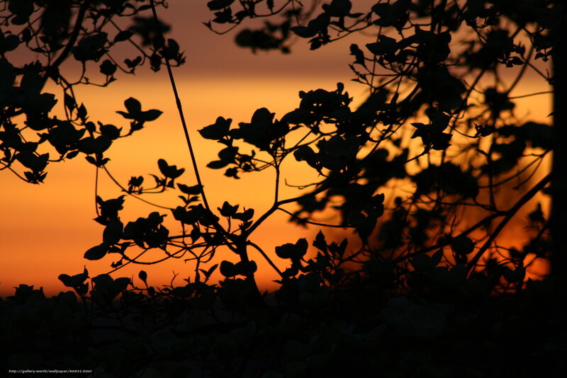 Silhouette of branches at sunset
