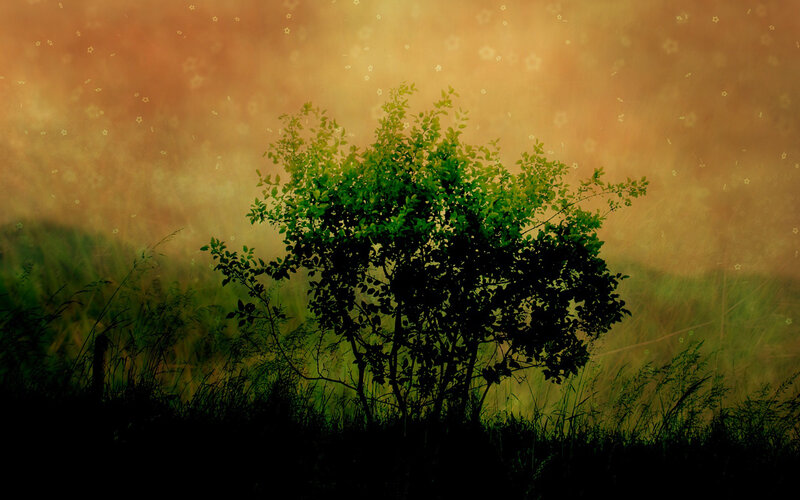 Silhouette of bush at sunset