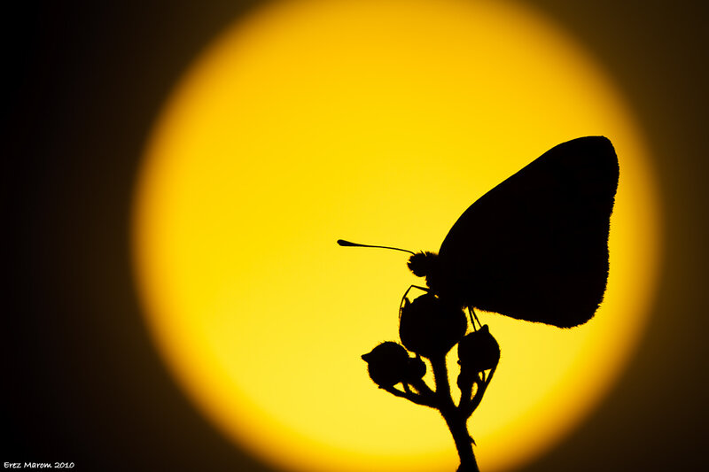Silhouette of Butterfly