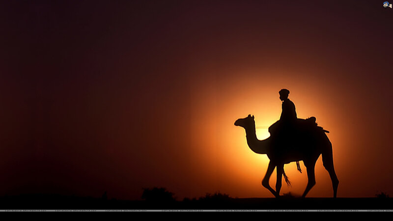 Silhouette of Camel and Rider