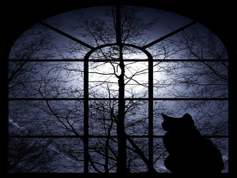 Silhouette of Cat at Window
