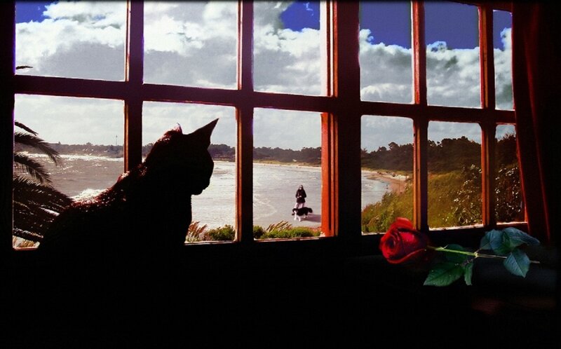 Silhouette of Cat — Black, Contemplative