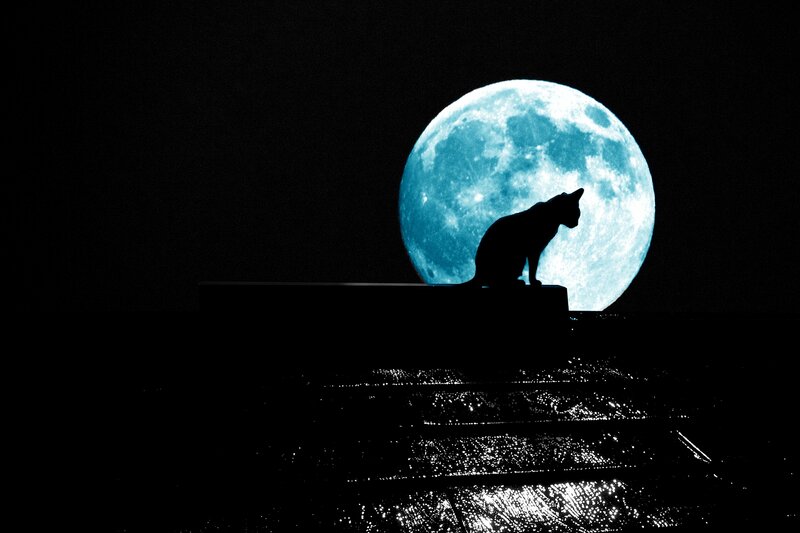Silhouette of Cat — Black, Dramatic, Night