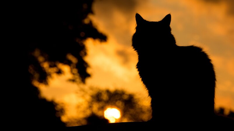 Silhouette of Cat — Black, Dramatic, Sunset, Photograph, Sun
