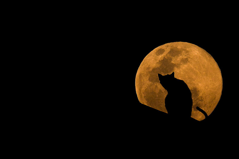 Silhouette of Cat — Black, Dramatic