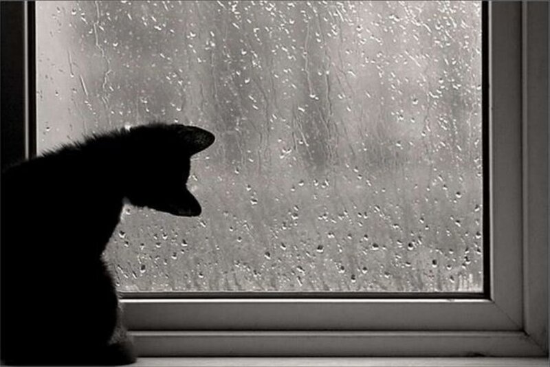 Silhouette of Cat — Black, Melancholic, Photograph