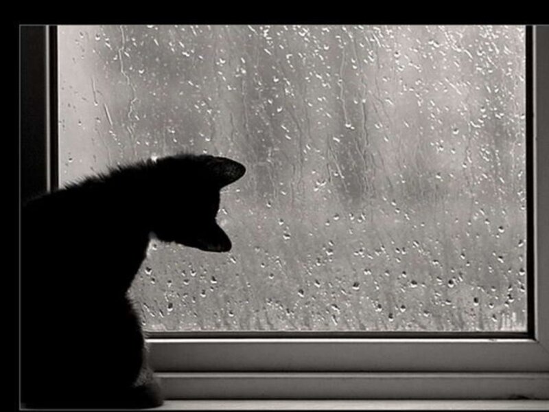 Silhouette of Cat — Black, Melancholic